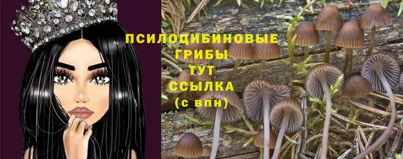 Псилоцибиновые грибы Cubensis  где продают наркотики  Раменское 